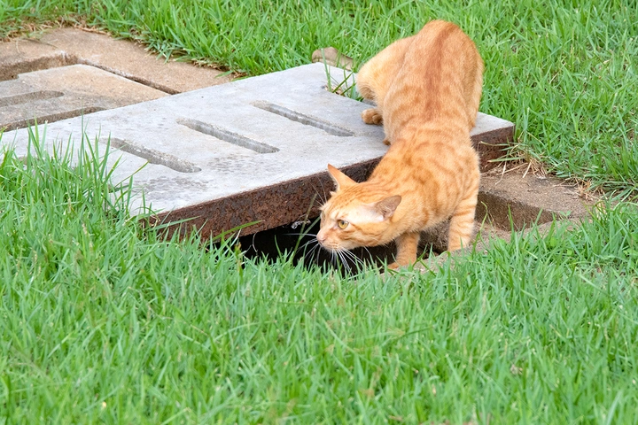 公园的野猫