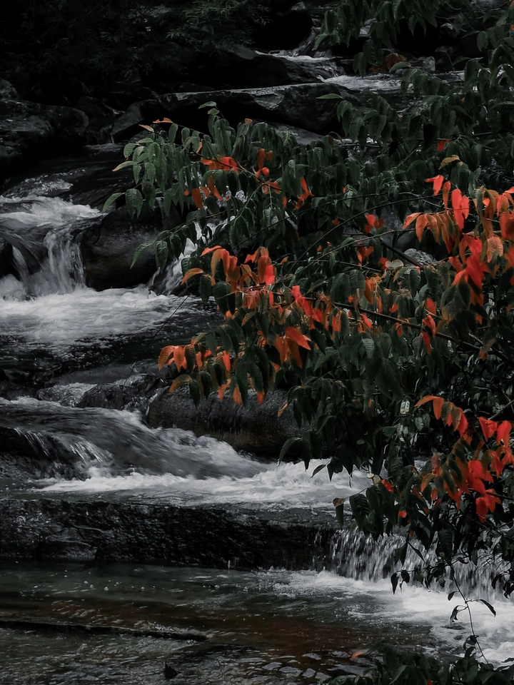 片片红叶红，点点相思泪