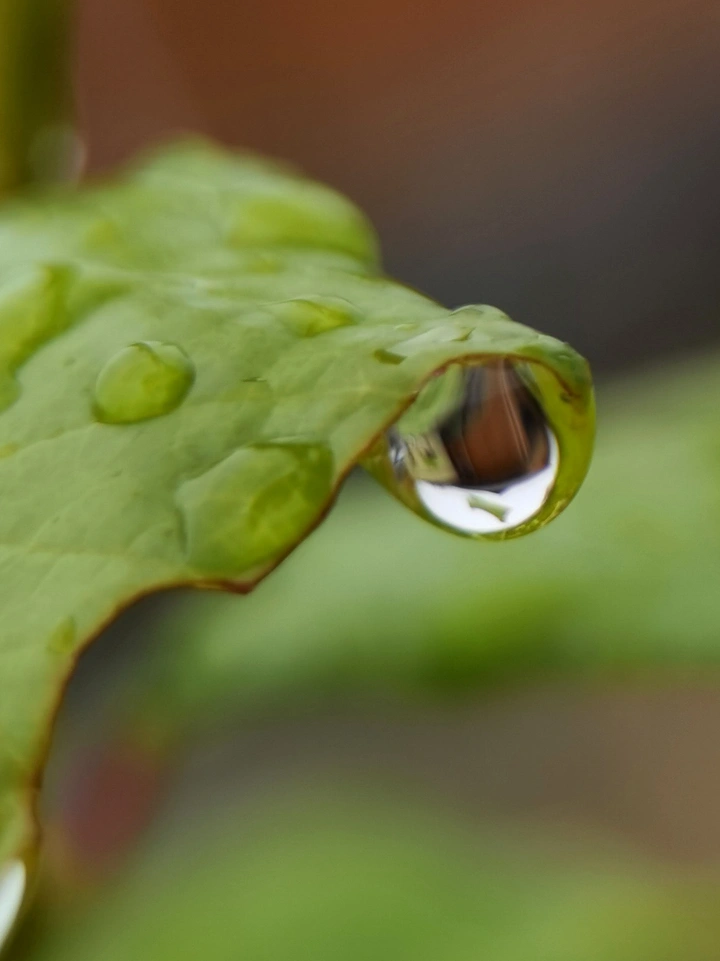 水珠之美