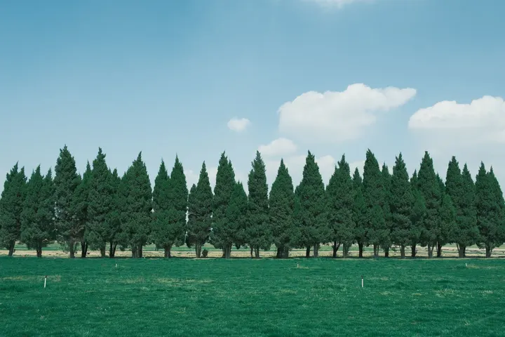 夏日森林