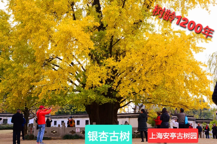 难觅珍贵,难得一见——