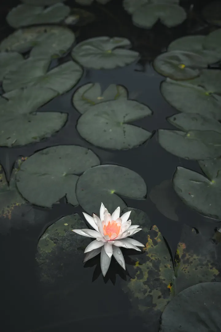 杏花楼小记