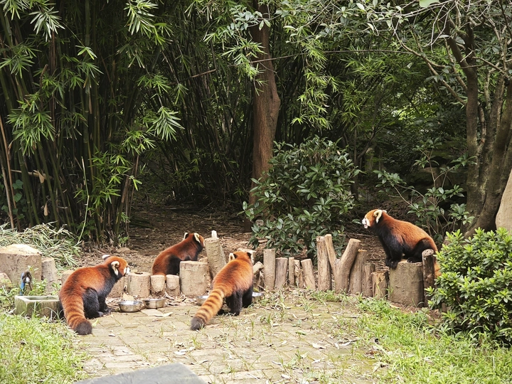 成都熊猫基地