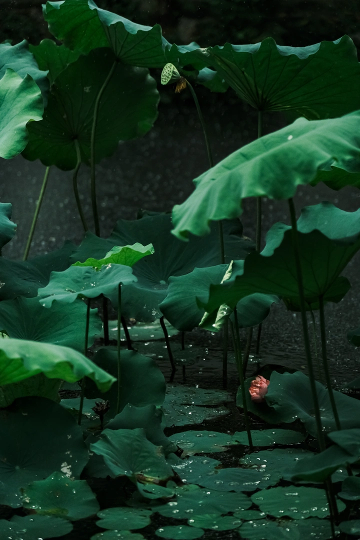 秋雨中的荷花