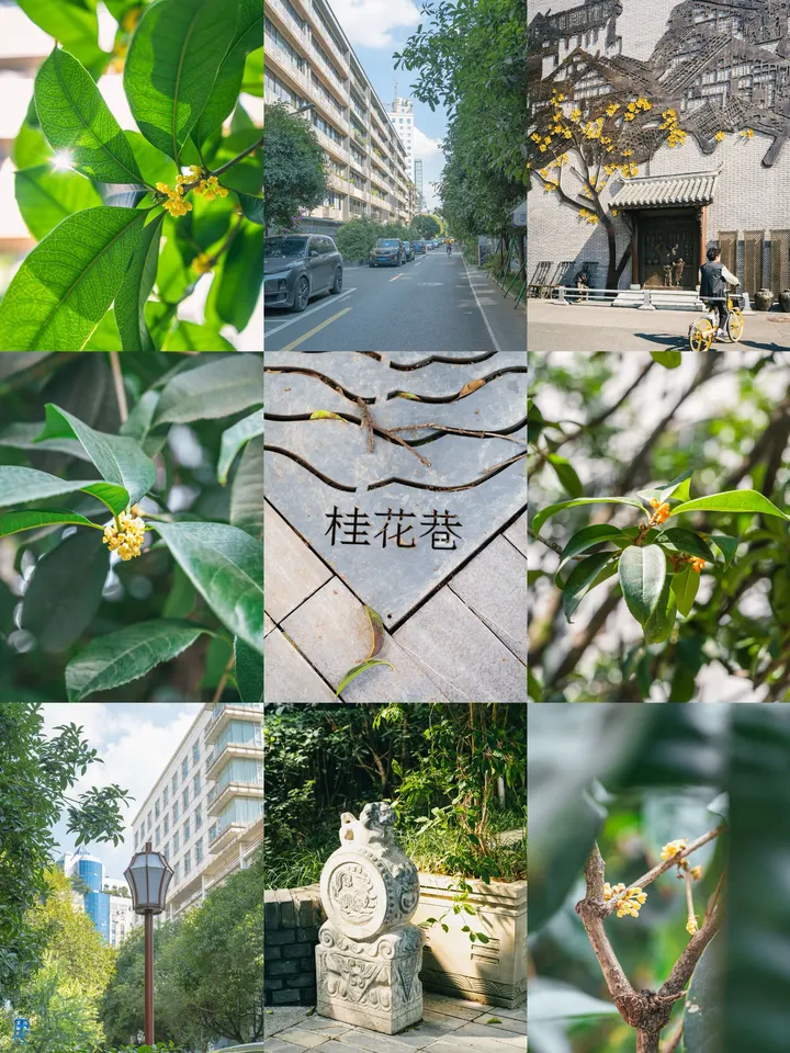 当桂花巷的桂花不再