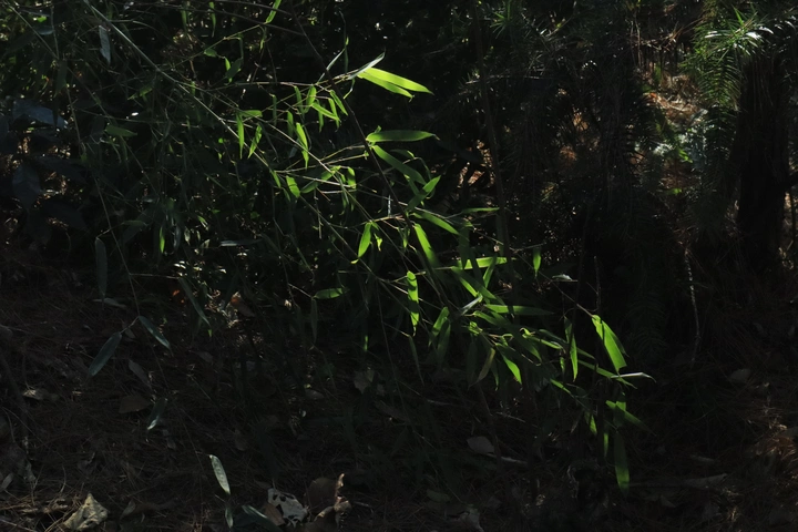 山林记