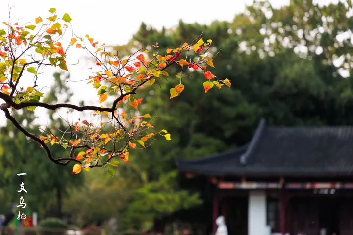 莫愁湖公园