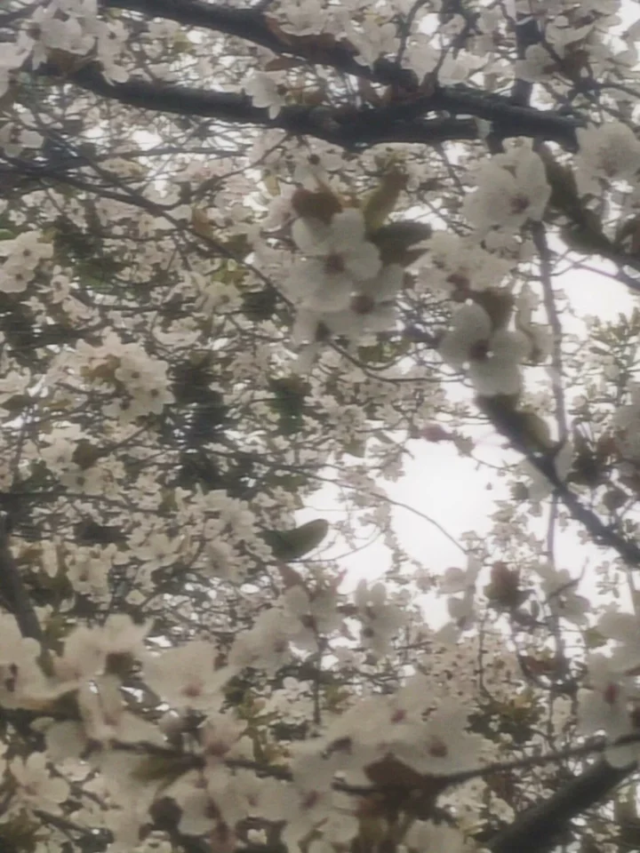 繁花