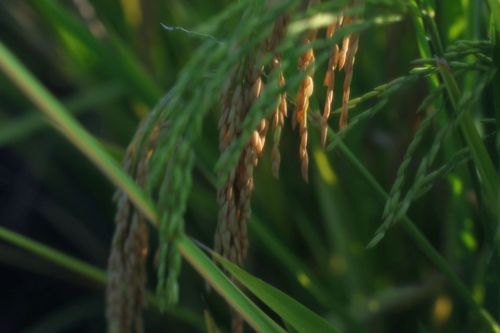 丰收🌾