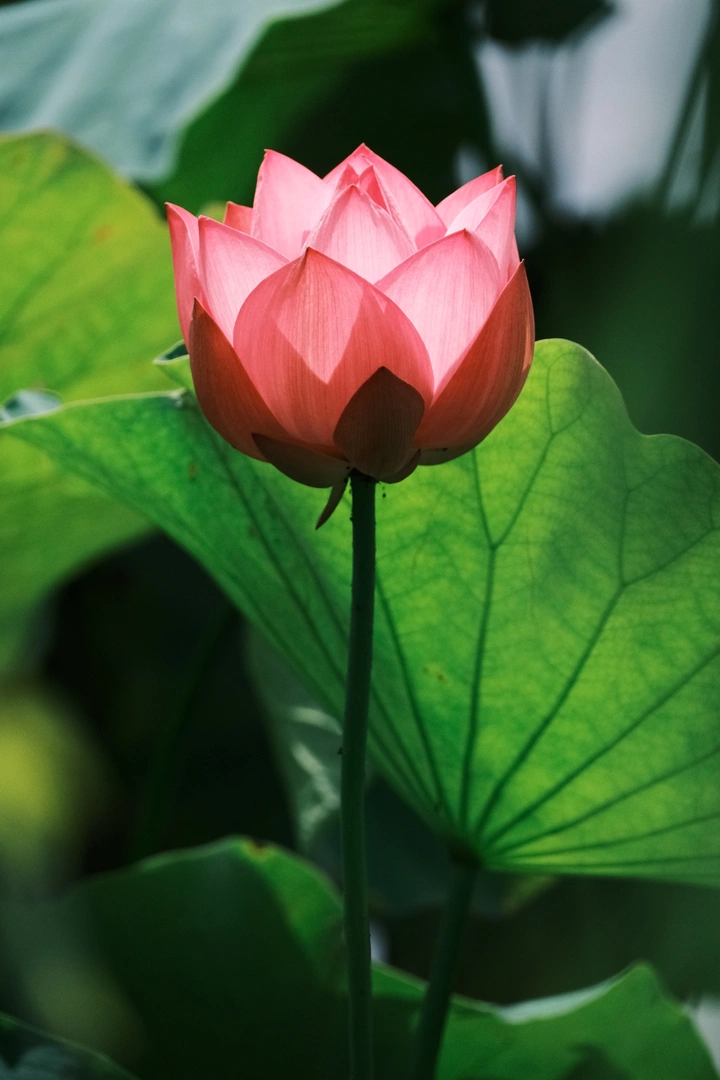 荷花