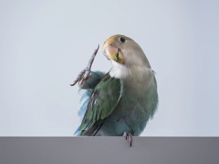大鹏展翅