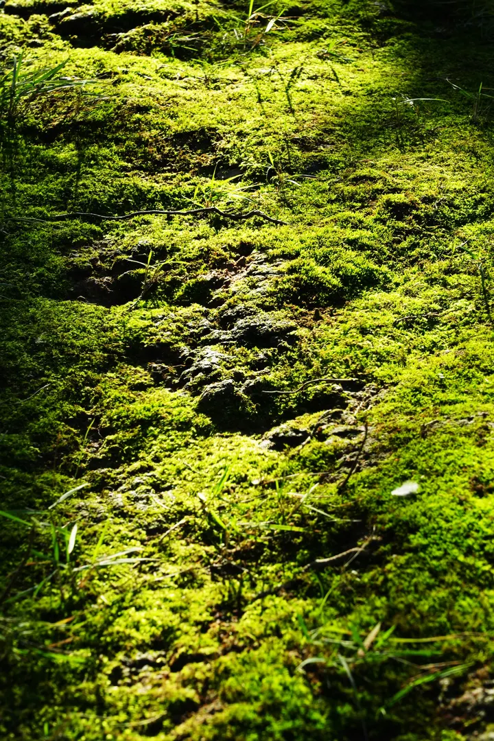 光影下的青苔世界