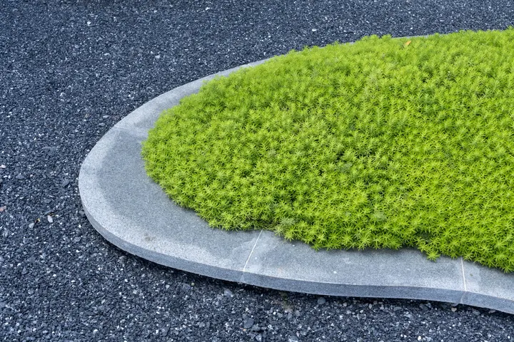 佛甲草丛
