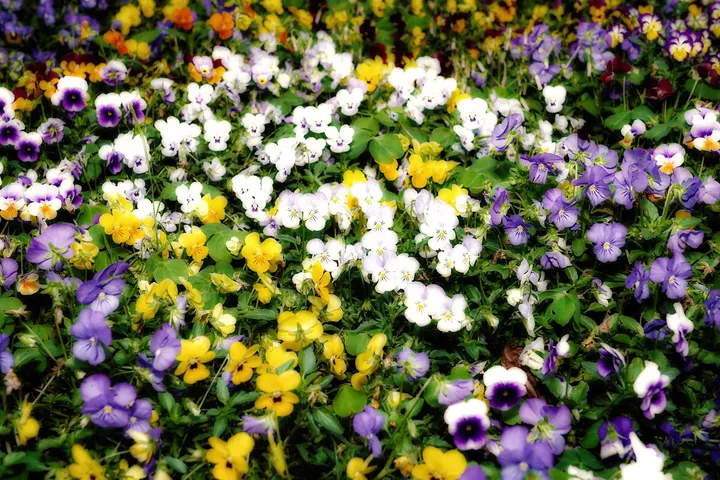 斑斓繁花