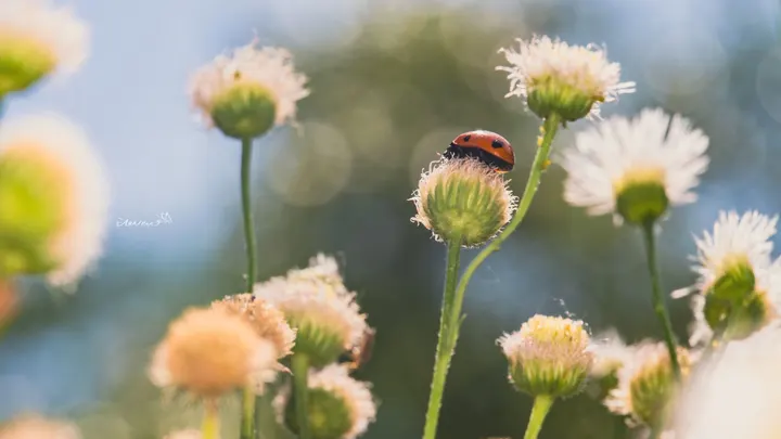 让我看看你们拍的🐞吧