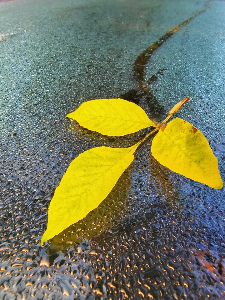 露水