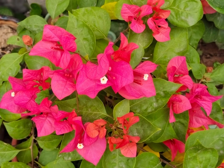叶子花