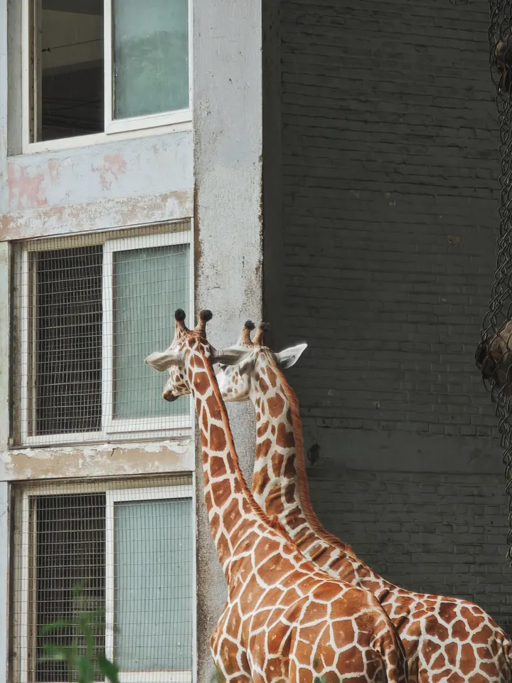 你们喜欢的长颈鹿🦒