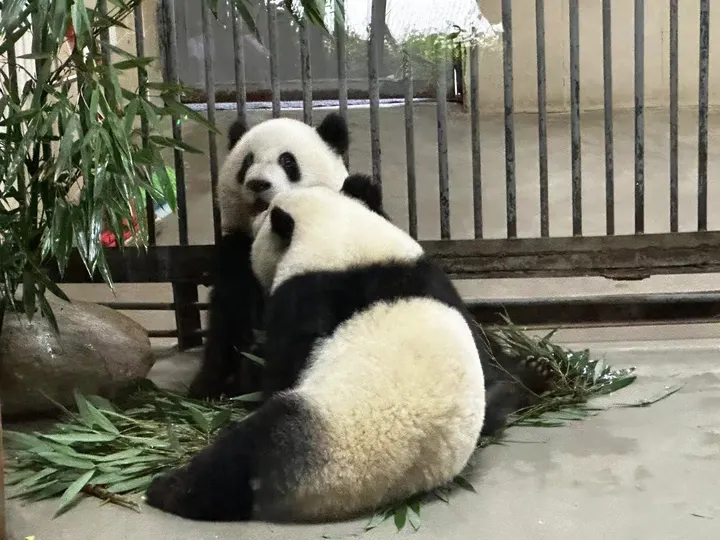 熊喵宝贝
