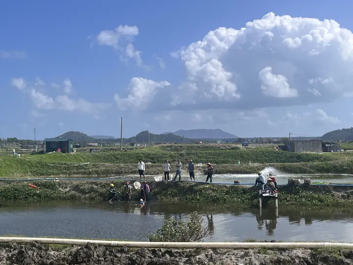 这里是海南一望无际的鱼塘