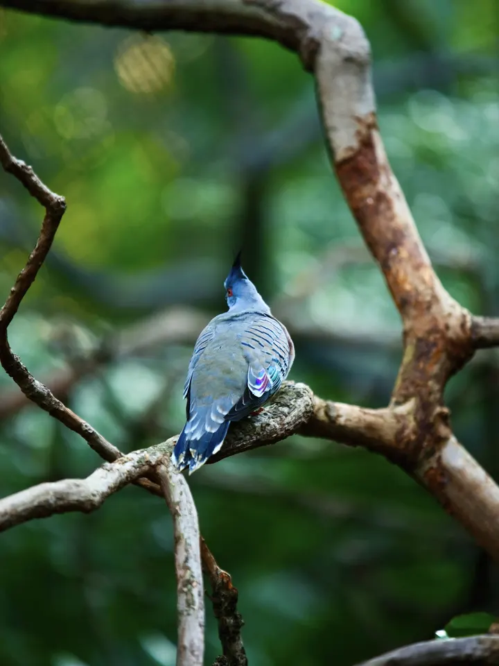 🐦背影