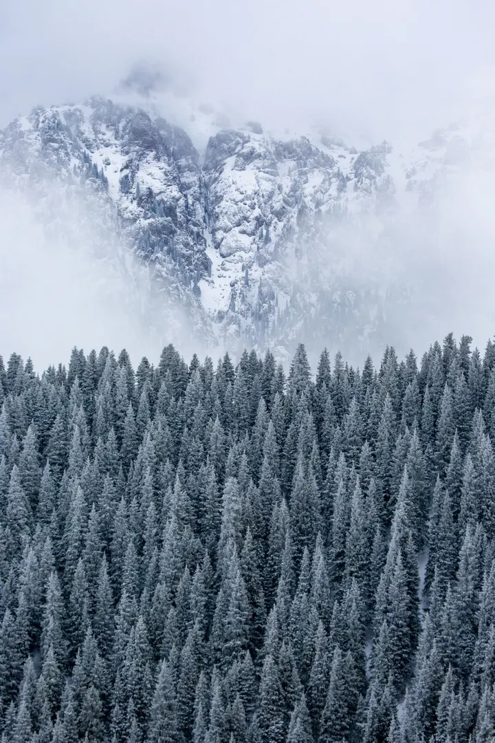 雪岭云杉