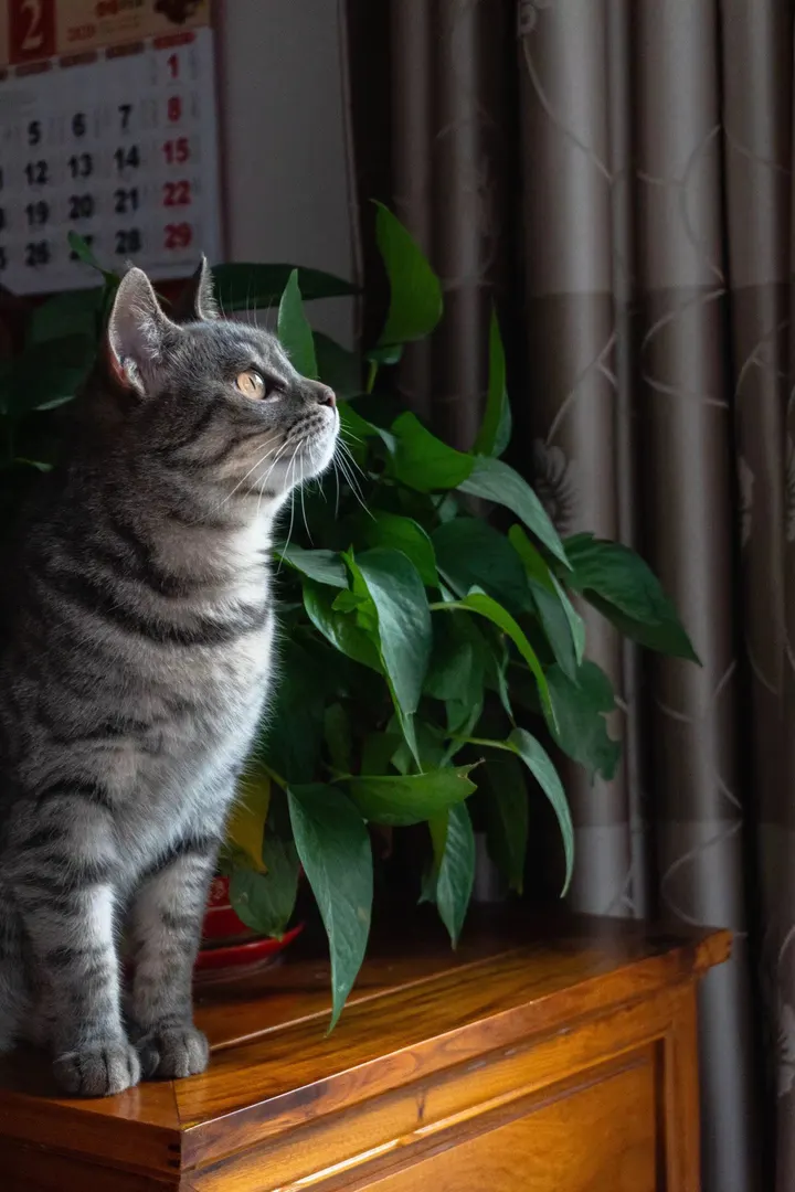 猫