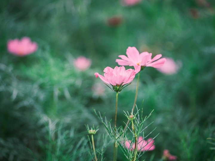 梦中的格桑花