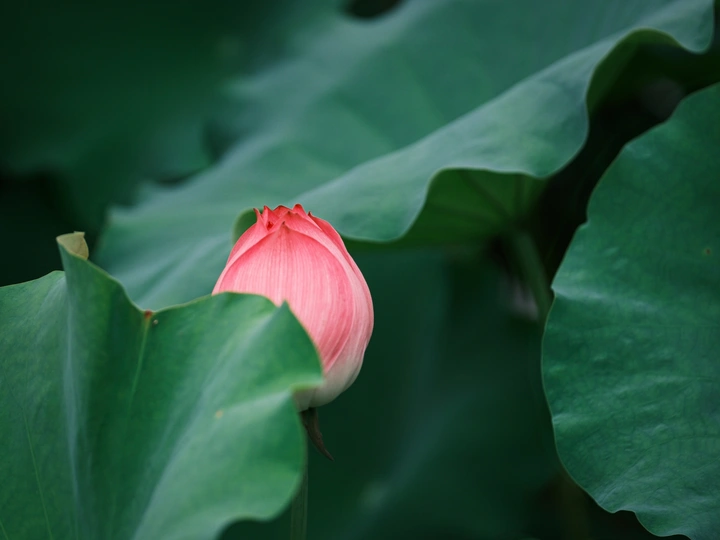 小荷才露尖尖角