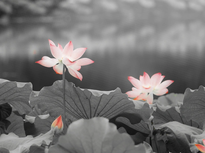雾中荷花