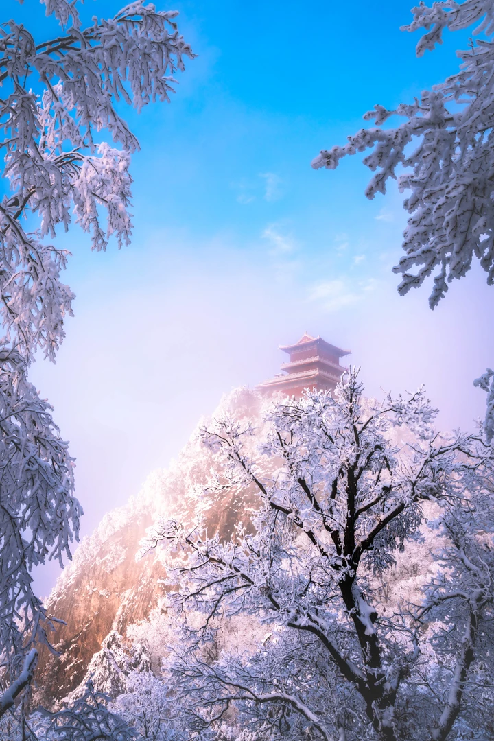 秦岭的雪松奇观