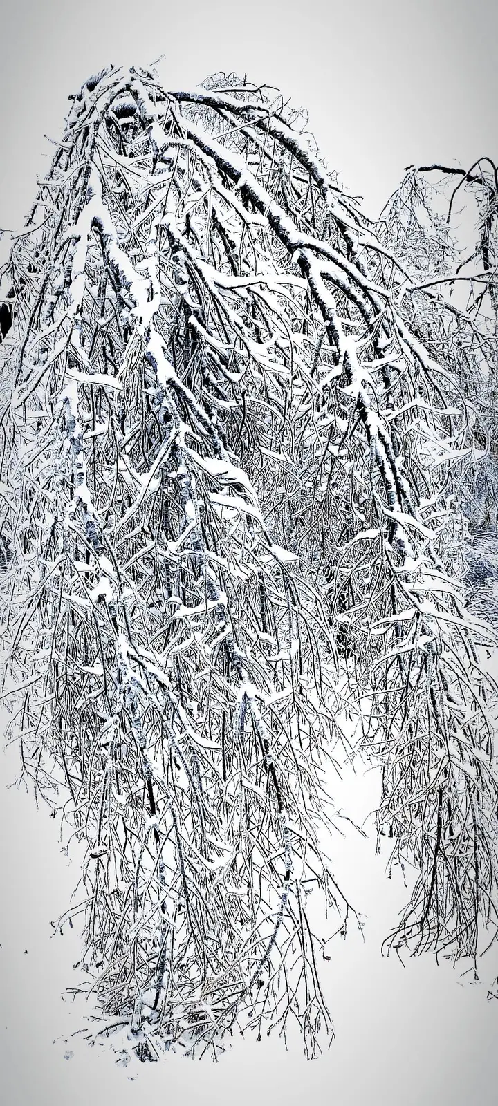 冬雪｜冰魂