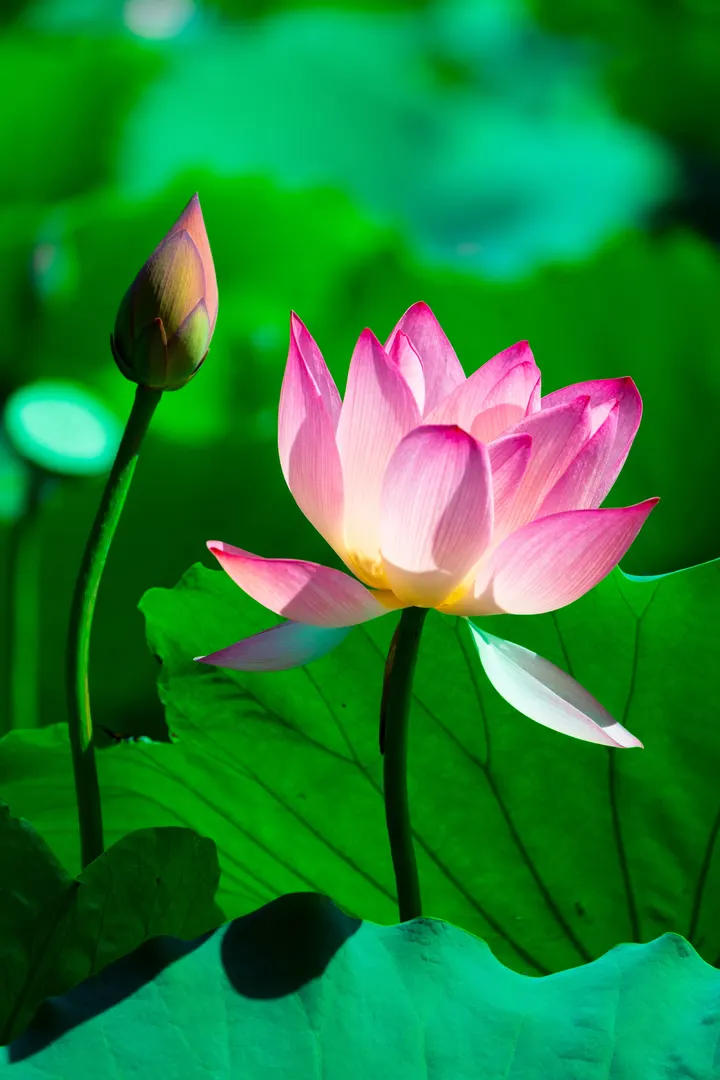 荷花