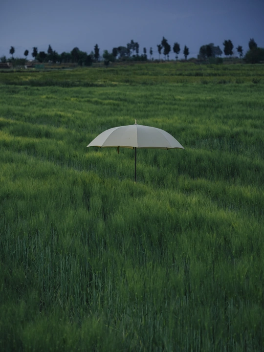 单独的白色雨伞在一片高草的草地上独自站立