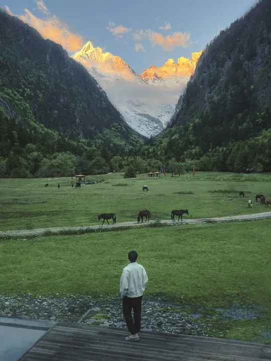 站在绿色原野上的一个人 正在凝视着有牛在其中的山谷和远处的山脉。