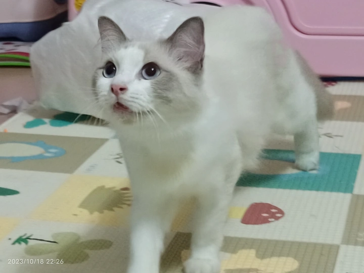 猫猫