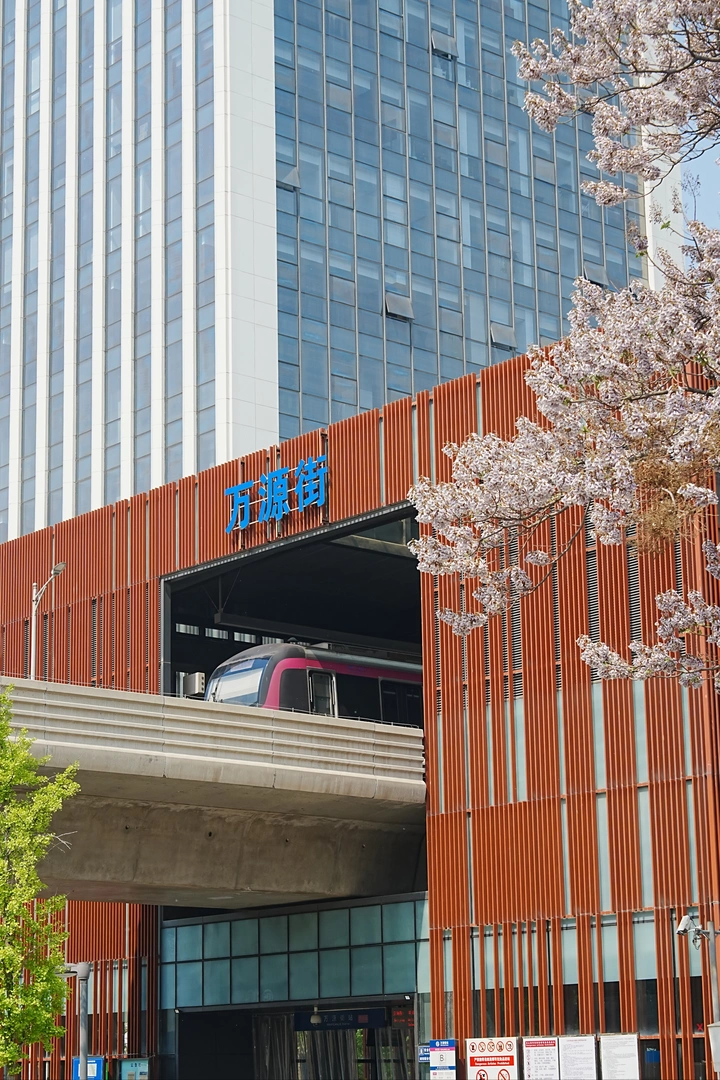 20240421北京泡桐大道