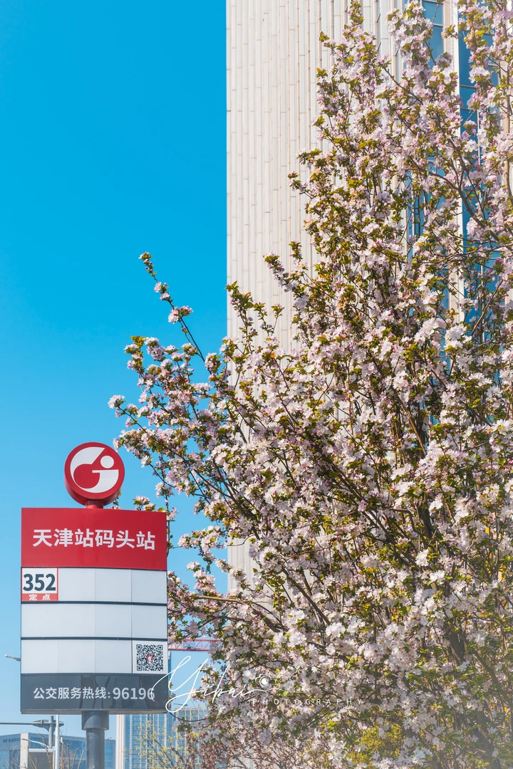 海棠花开
