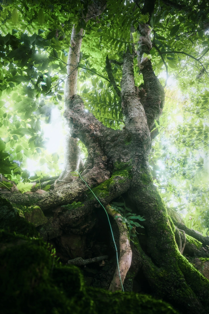 树荫下