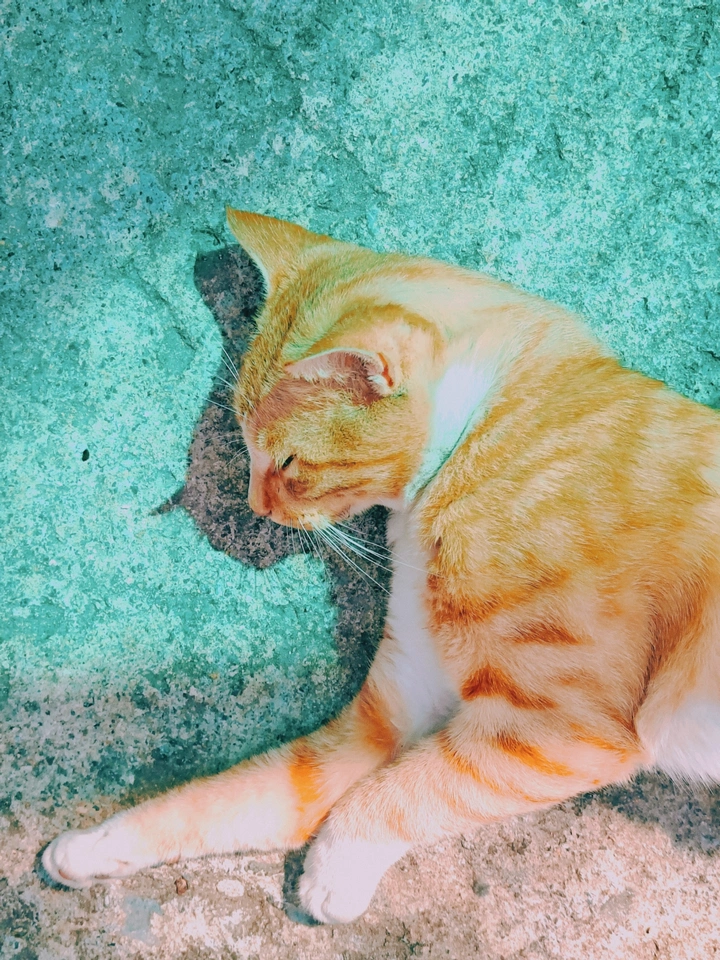午睡的小猫