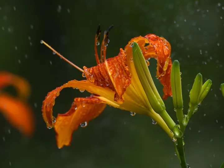 雨落萱草