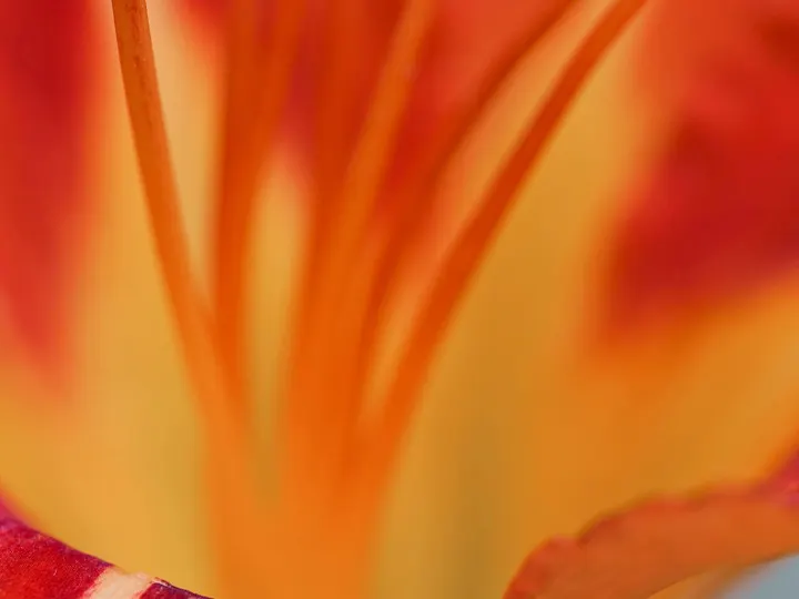 花影