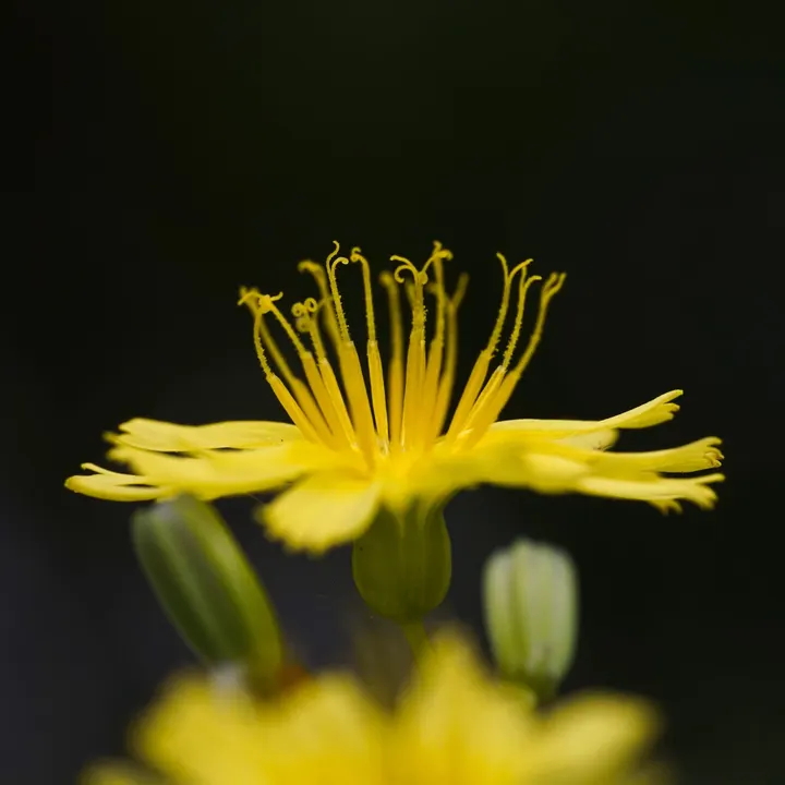 苦菜花