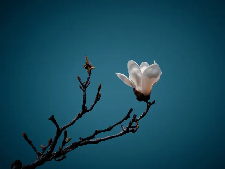 素影