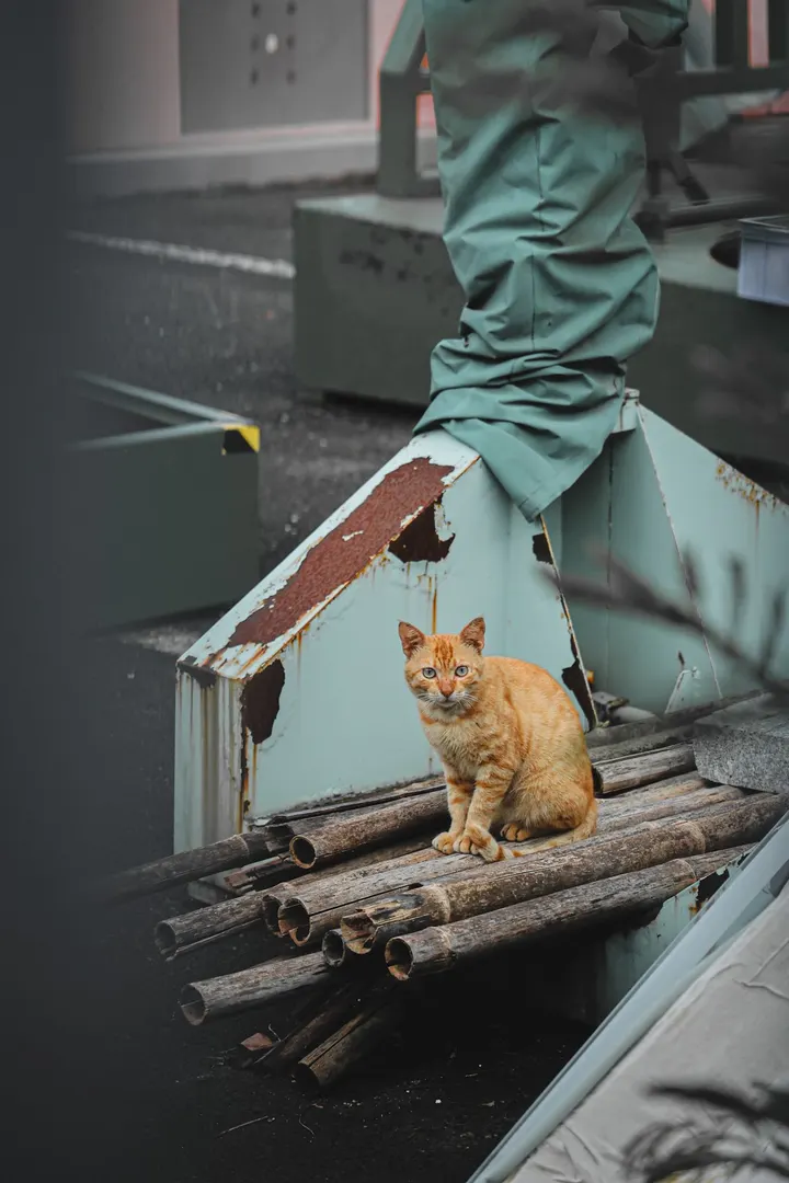 《流浪-猫》