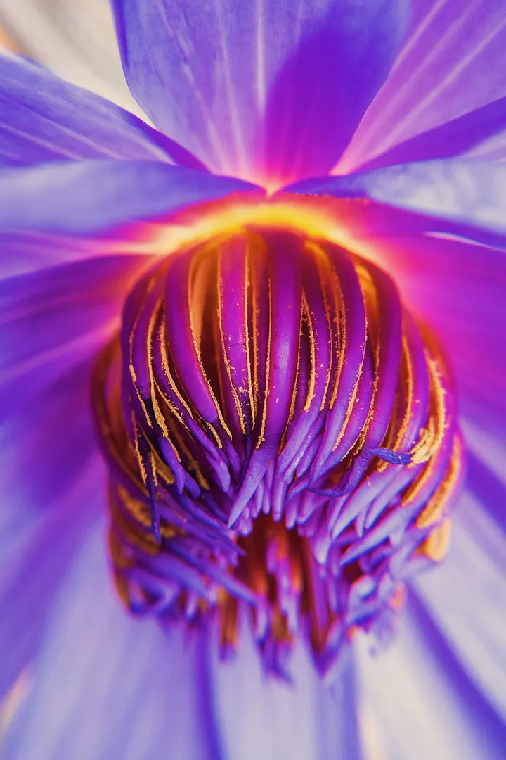 花心？不！是花芯！