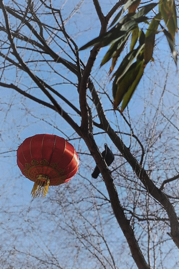 绿竹红灯映欢鸽