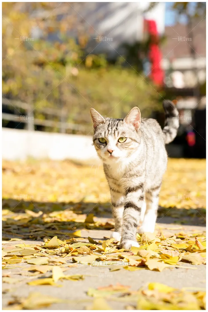 秋天与猫
