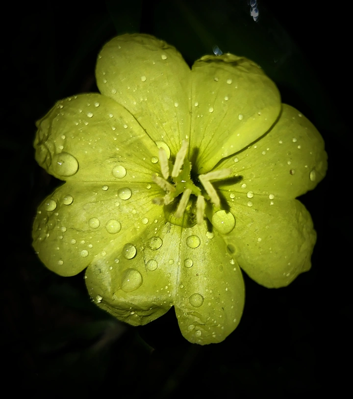 河边的小黄花~