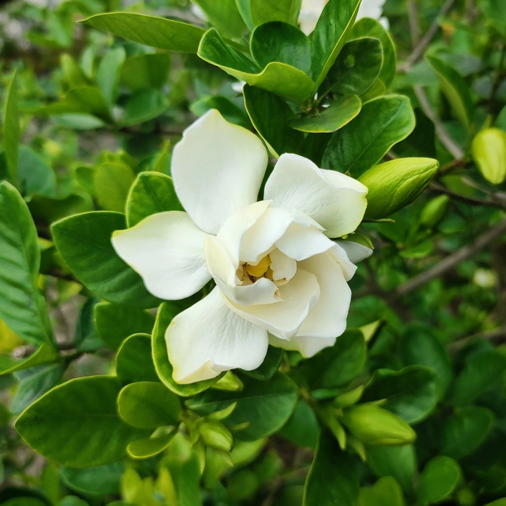 栀子花